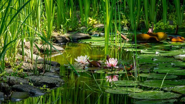 Naturteich im Garten mit einer steinigen Uferzone, flachem und tieferem Wasser (Foto: MarinoDisenko/stock.adobe.com)