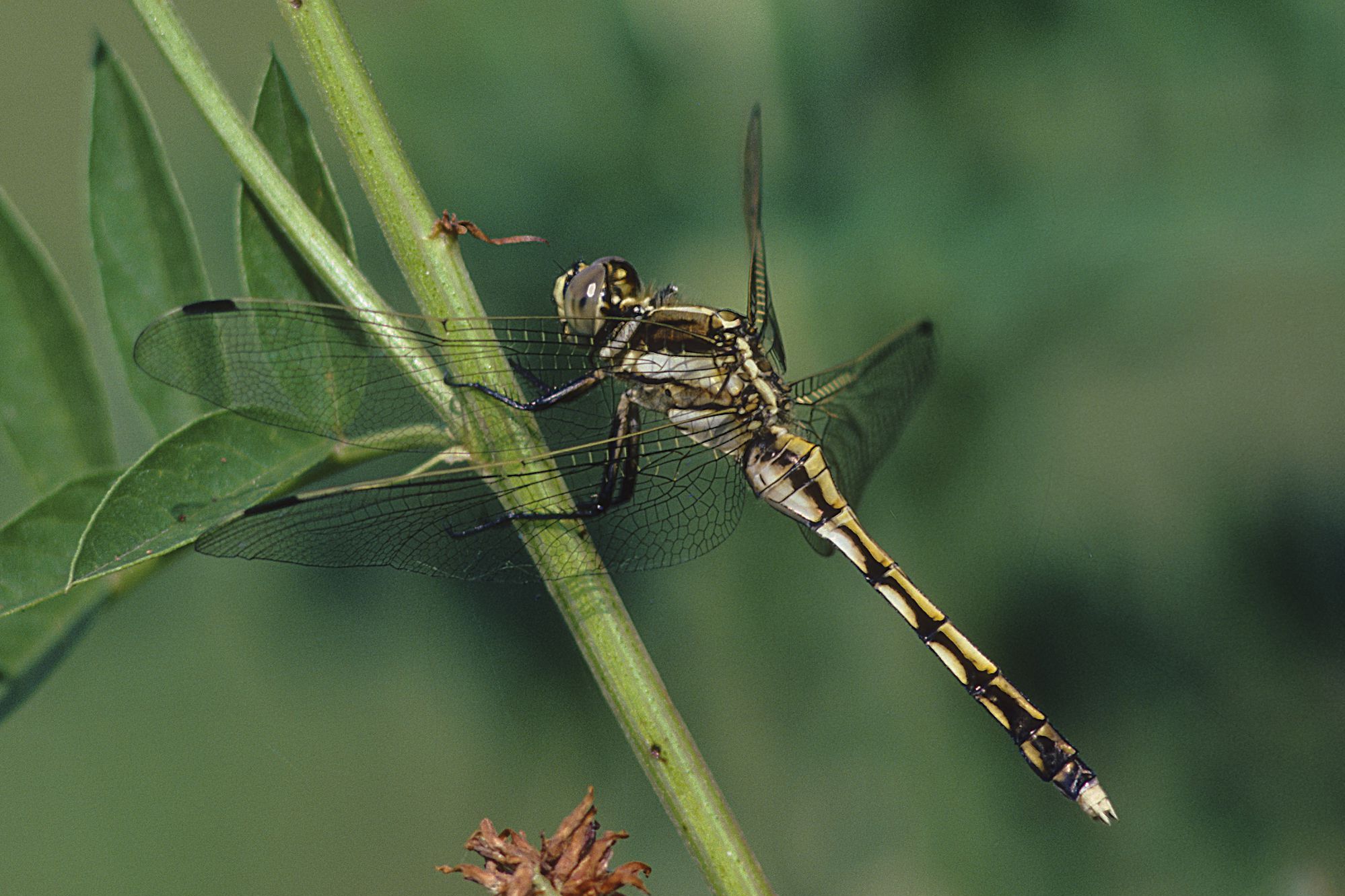 Weibchen des Östlichen Blaupfeils (Foto: Heiko Bellmann)
