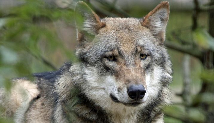 Der einst ausgerottete Wolf kehrt nach Bayern zurück (Foto: Möthrath/fotolia.com). Wolf