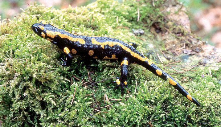 Feuersalamander sind auffällig schwarz-gelb gefärbt – im nächtlichen Buchenlaub sind sie dennoch perfekt getarnt.