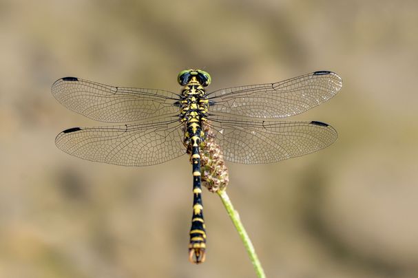 Kleine Zangenlibelle (Foto: H. Inkoferer)