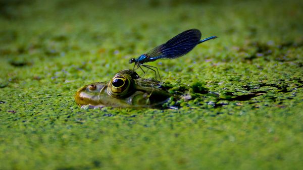 Naturteich im Garten: Eine Libelle sitzt auf dem Kopf eines Frosches im Wasser 