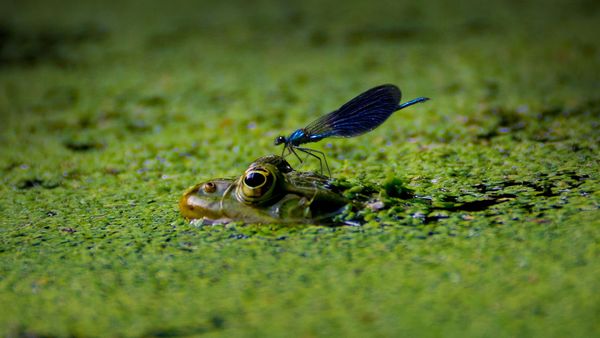 Naturteich im Garten anlegen: Die Tiere kommen von selbst! (Foto: FotoBrest/stock.adobe.com) Naturteich im Garten: Eine Libelle sitzt auf dem Kopf eines Frosches im Wasser