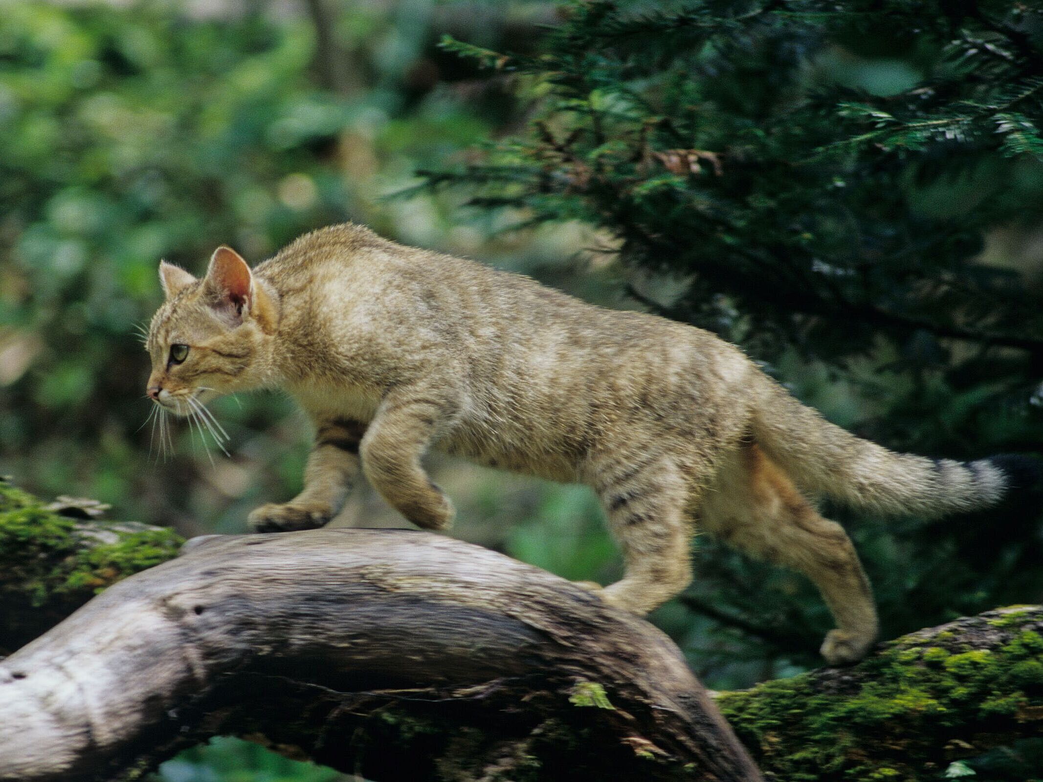 Wildkatze schleicht über Baumstamm.