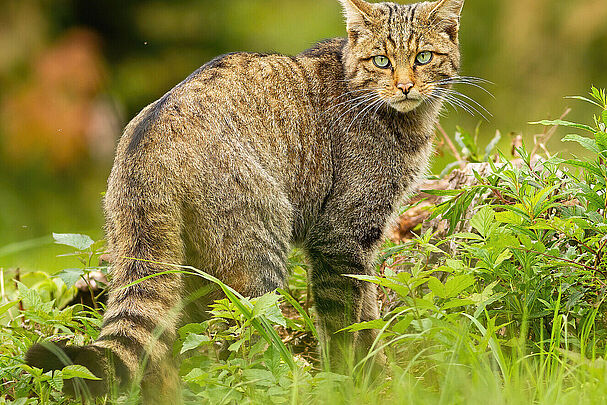 Wildkatze vor dem Hintergrund eines Waldes