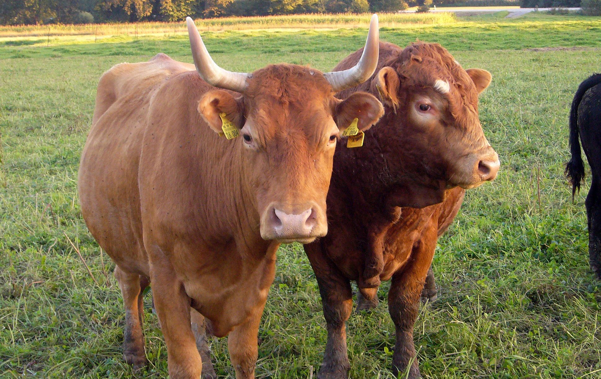 Ökologische Landwirtschaft: Mutterkuh mit Hörnern und Kalb auf der Weide