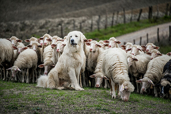 Schutzhund mit Schafherde (Foto: DenisaV/stock.adobe.com)