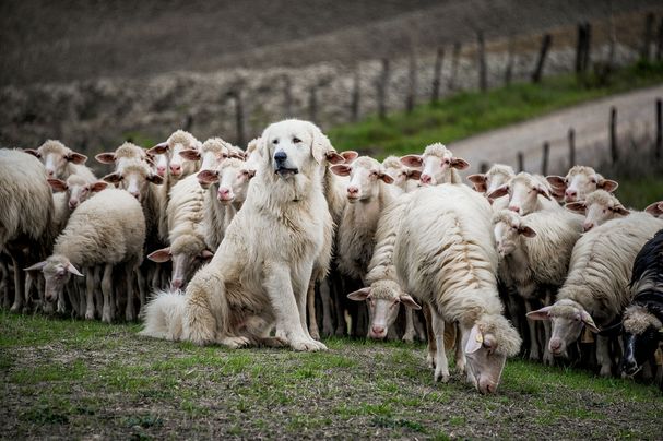 Schutzhund mit Schafherde (Foto: DenisaV/stock.adobe.com) Ein Herdenschutzhund sitzt vor einer Herde Schafen. (Foto: DenisaV/stock.adobe.com)