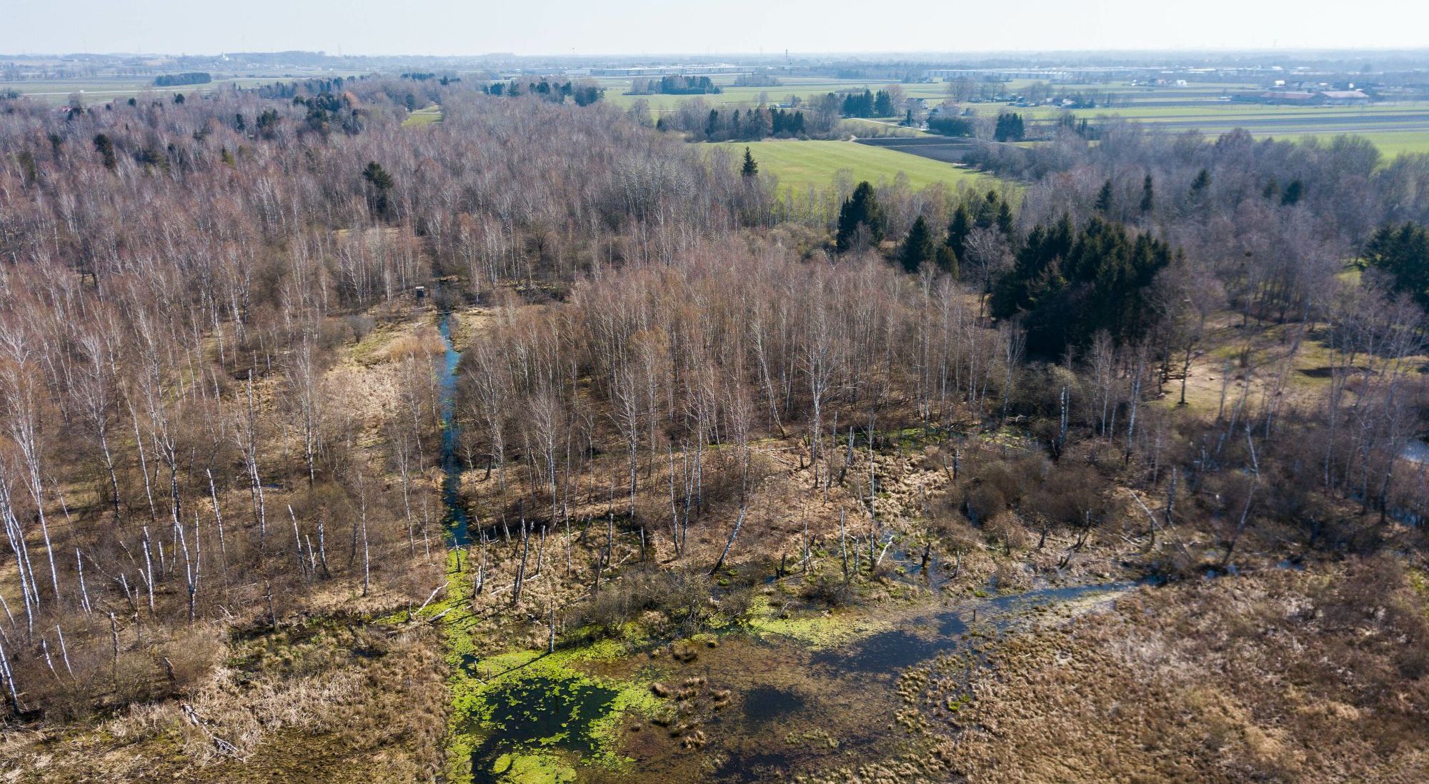 Blick auf das Fußbergmoos Richtung Osten mit lockerer Bewaldung und einem vernässten Bereich, der durch Biberstau entstanden ist. Das Fußbergmoos ist Teil des Niedermoorverbund-Projekts. (Foto: Heinz Gibowsky)