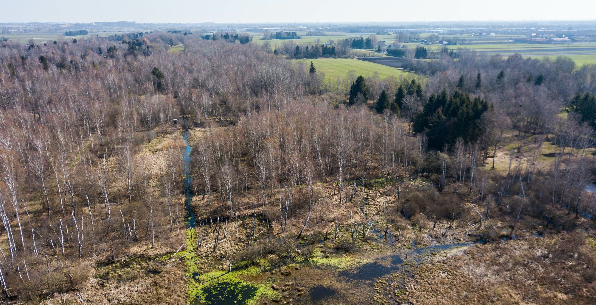 Durch den Biber überschwemmte Flächen werten das Fußbergmoos im Landkreis Fürstenfeldbruck auf. (Foto: Heinz Gibowsky) Blick auf das Fußbergmoos Richtung Osten mit lockerer Bewaldung und einem vernässten Bereich, der durch Biberstau entstanden ist. Das Fußbergmoos ist Teil des Niedermoorverbund-Projekts. (Foto: Heinz Gibowsky)