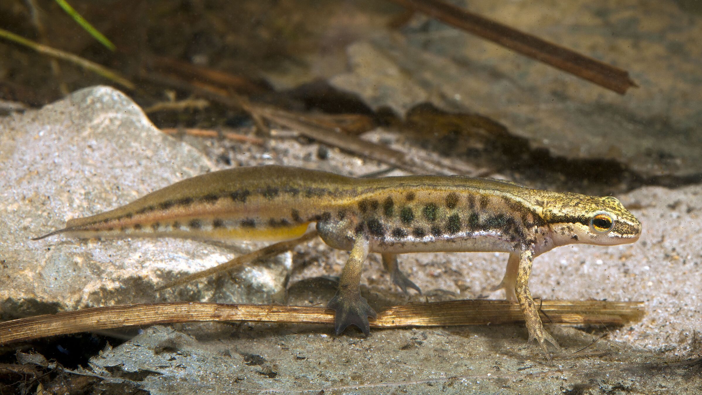 Fadenmolch (Foto: bennytrapp - stock.adobe.com Fadenmolch in Wassertracht (Foto: bennytrapp - stock.adobe.com