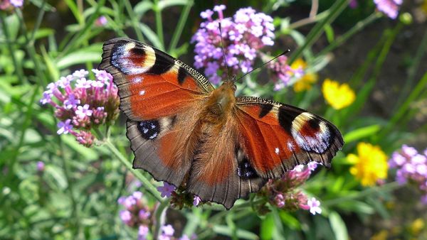 Schmetterlingsgarten: Tagpfauenauge (Foto: Makrowilli)