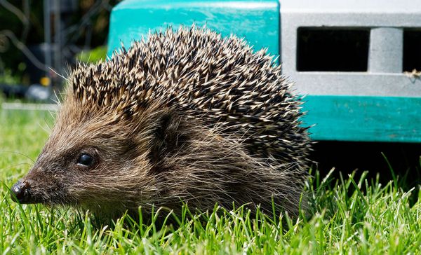 Verzichten Sie auf Mähroboter! (Foto: Kerstin Ellersdorfer) Mähroboter und Igel: Ein Igel sitzt vor einem herannahenden Mähroboter im Gras.