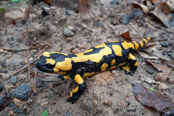 Feuersalamander (Fotografin: Dr. Jacqueline Kuhn)