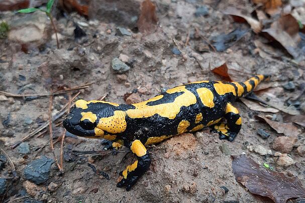 Feuersalamander, Foto: Dr. Jacqueline Kuhn