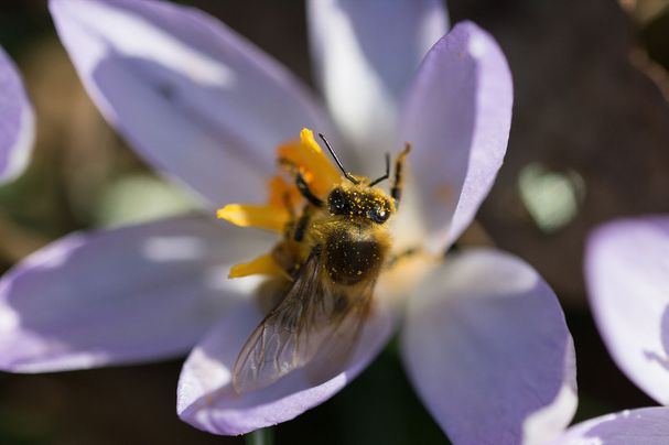Honigbiene auf Frühlingskrokus (Foto: Toni Mader) Honigbiene auf Frühlingskrokus