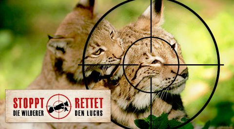 https://www.bund-naturschutz.de/fileadmin/_processed_/csm_BUND-Naturschutz-Stoppt-die-Wilderer-Rettet-den-Luchs-Rubrikslider_Unterseite_f20c4e711a.jpg