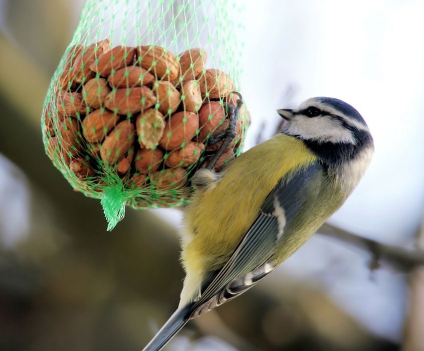 Vögel füttern im Winter - Bund Naturschutz