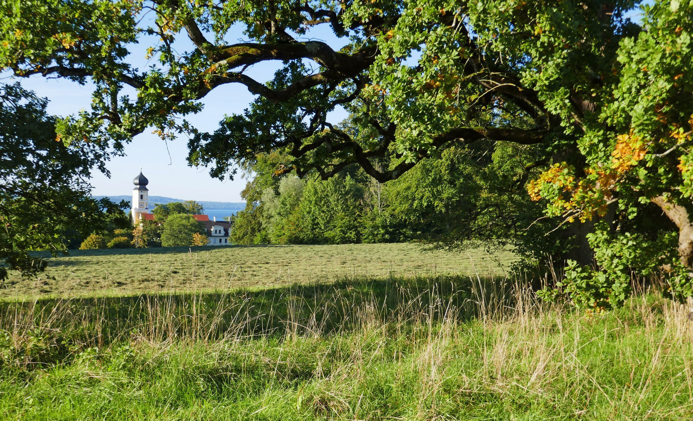 Im Bernrieder Park: Blick unter den knorrigen Ästen einer alten Eiche über eine gemähte Wiese auf die Bernrieder Klosterkirche.