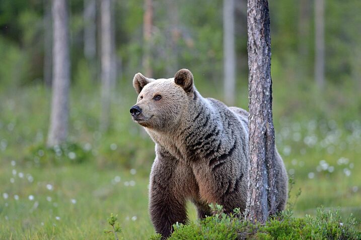 Junger Europäischer Braunbär im Wald (Foto: Heinz Ehrsam) Junger Braunbär im Wald