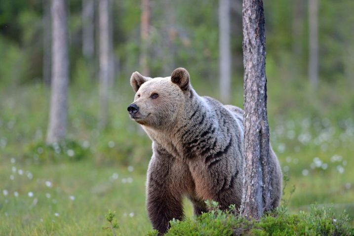 Junger Europäischer Braunbär im Wald (Foto: Heinz Ehrsam) Junger Braunbär im Wald