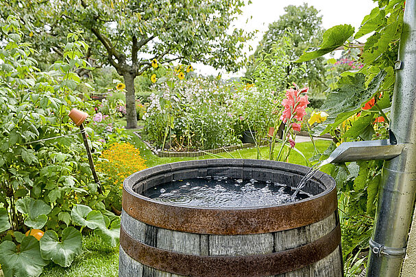 Regenwasser fließt in eine Tonne ab: Trinkwasser aus der Leitung ist für Toilettenspülung oder Garten einfach zu schade. (Foto: schulzie/stock.adobe.com)