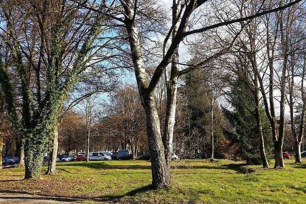 Bäume an der Bogenstraße