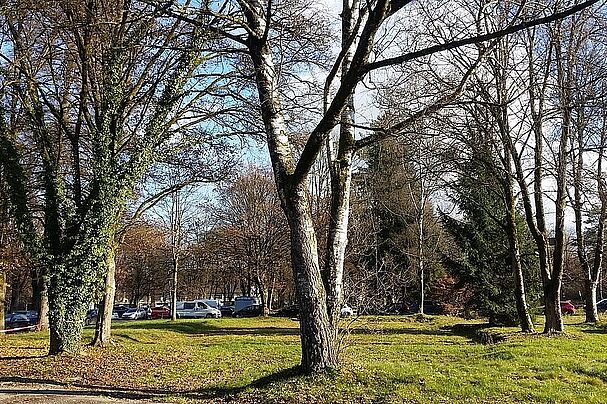 Bäume an der Bogenstraße