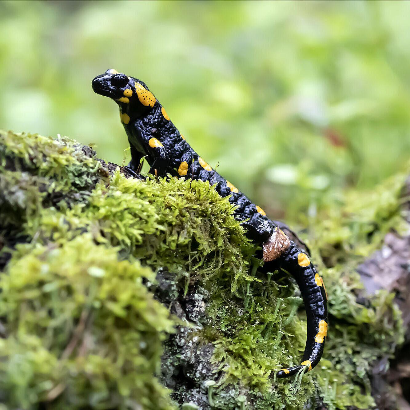 Der Feuersalamander zählt mit seiner auffälligen Färbung zu den eindrucksvollsten Schwanzlurchen (Foto: Sonja Kreil)