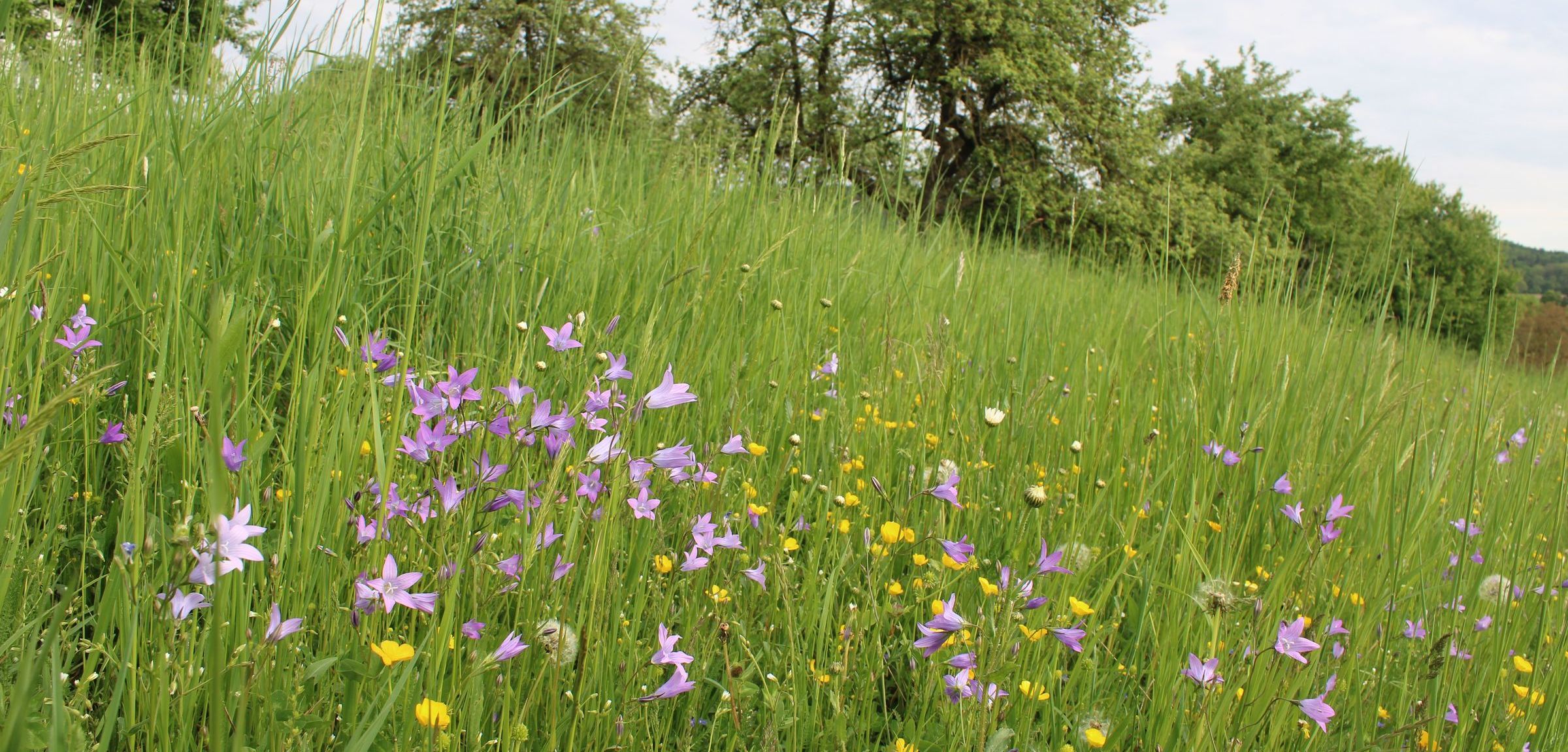 Die Obstwiese "Eysölden" von Doris und Wolfgang Grimm erzielte den vierten Platz (Foto: S. Heinz) Eine Wiese mit Glockenblumen und vielen gelben Blüten