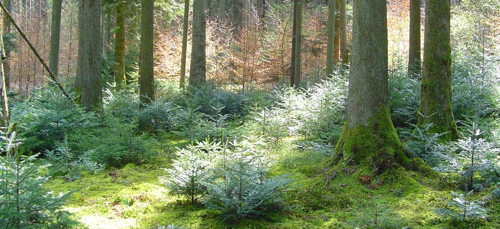 In der Jagdgenossenschaft Kay kann die Tanne ohne Zäune heranwachsen. (Foto: Hans Poller)