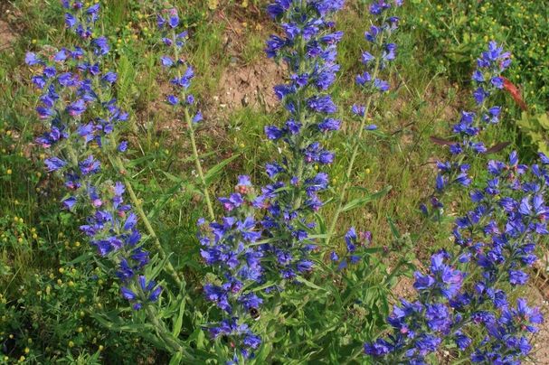 Gewöhnlicher Natternkopf