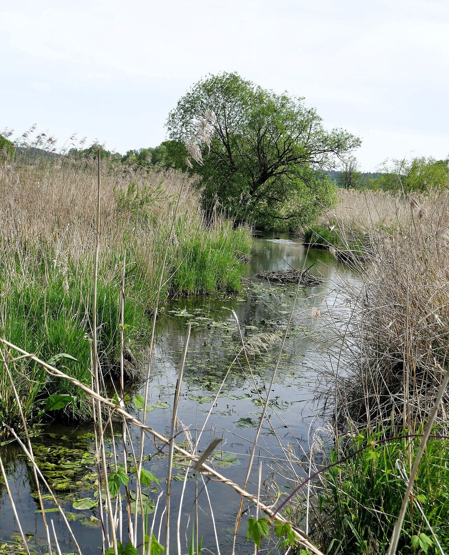 Üppige Vegetation am Ufer der Paar im Goachat (Foto: Winfried Berner)