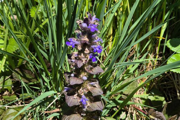 Pflanze, Kriechender Günsel 