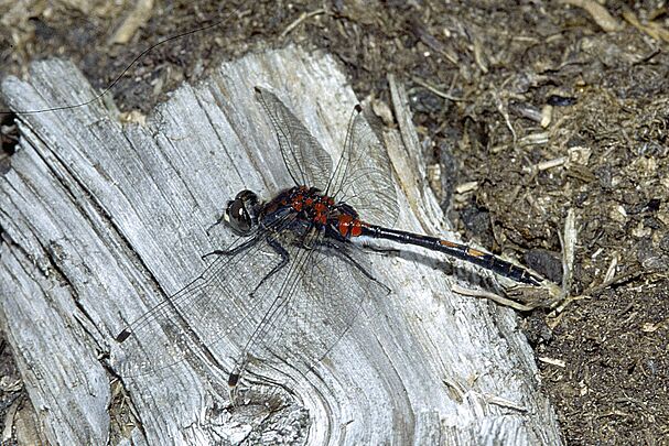 Eine männliche Kleine Moosjungfer (Leucorrhinia dubia)