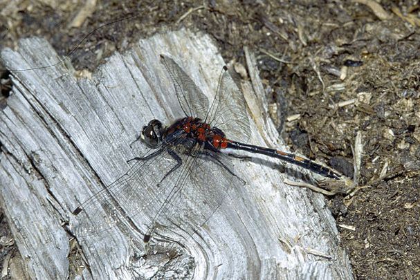 Männchen der Kleinen Moosjungfer (Foto: Wolfgang Willner) Eine männliche Kleine Moosjungfer (Leucorrhinia dubia)
