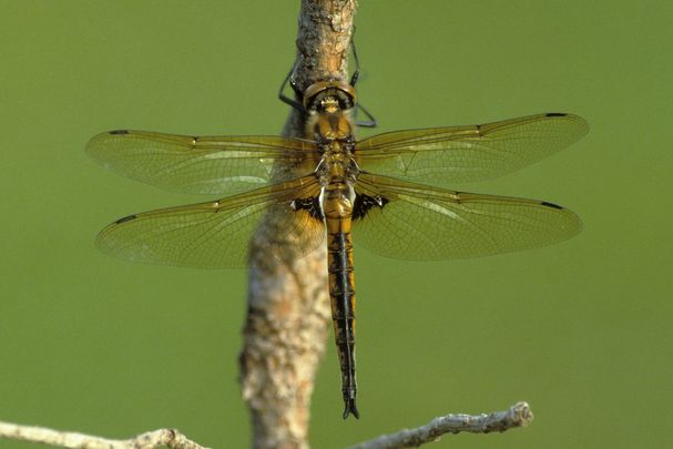 Zweifleck