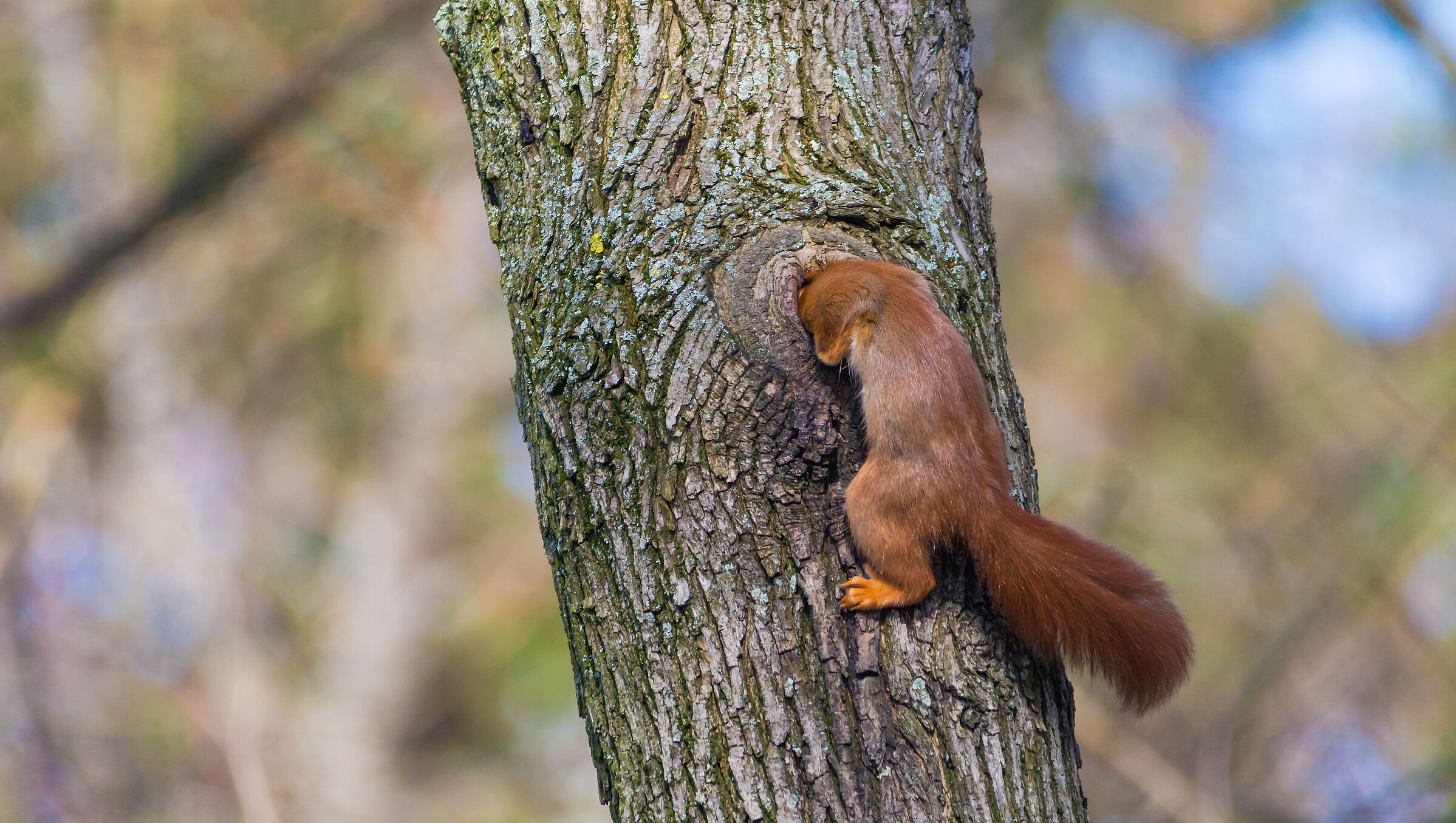 Ein rotes Eichhörnchen steckt mit seinem Kopf in einer Baumhöhle