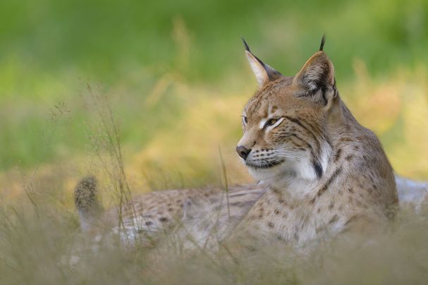 Ein in einer Wiese liegender Luchs im Profil. (Foto: Christoph Bosch) 