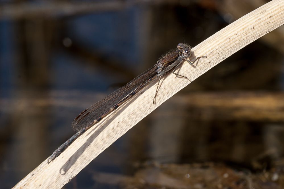 Männchen der Gemeinen Winterlibelle (Foto: Falko Heidecke) Eine männliche Gemeine Winterlibelle (Sympecma fusca)