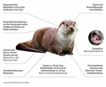 Merkmale des Fischotters (Copyright: BUND Naturschutz (BN)) Die Grafik zeigt einen Fischotter – umgangssprachlich von manchen Fischmarder genannt –, bei dem die wichtigsten Merkmale wie Körperlänge, Felldichte oder sein Beutegreifer-Gebiss erläutert sind (Copyright: BUND Naturschutz (BN))