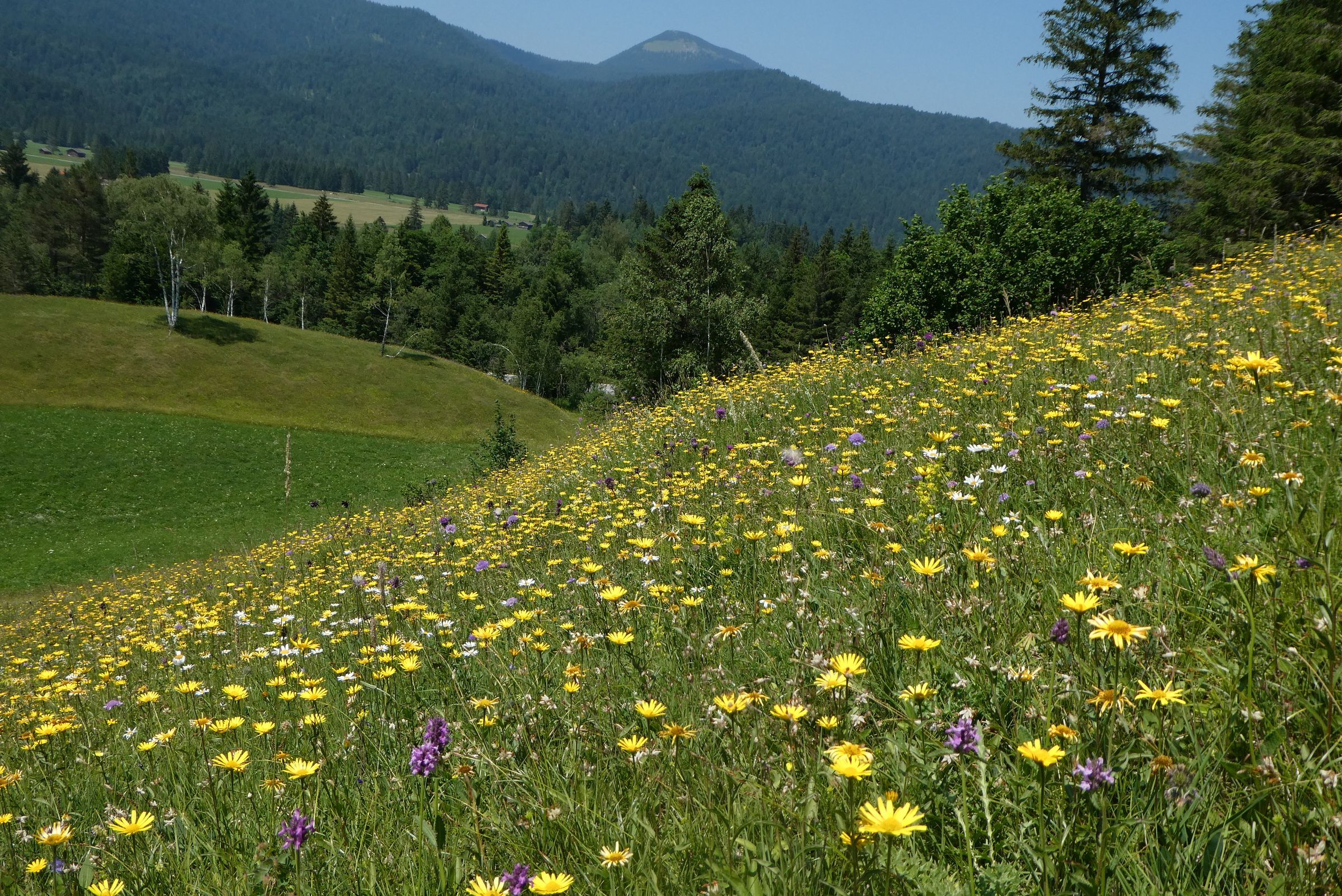 Bergwiese bei Krün - Foto von Inge Steidl