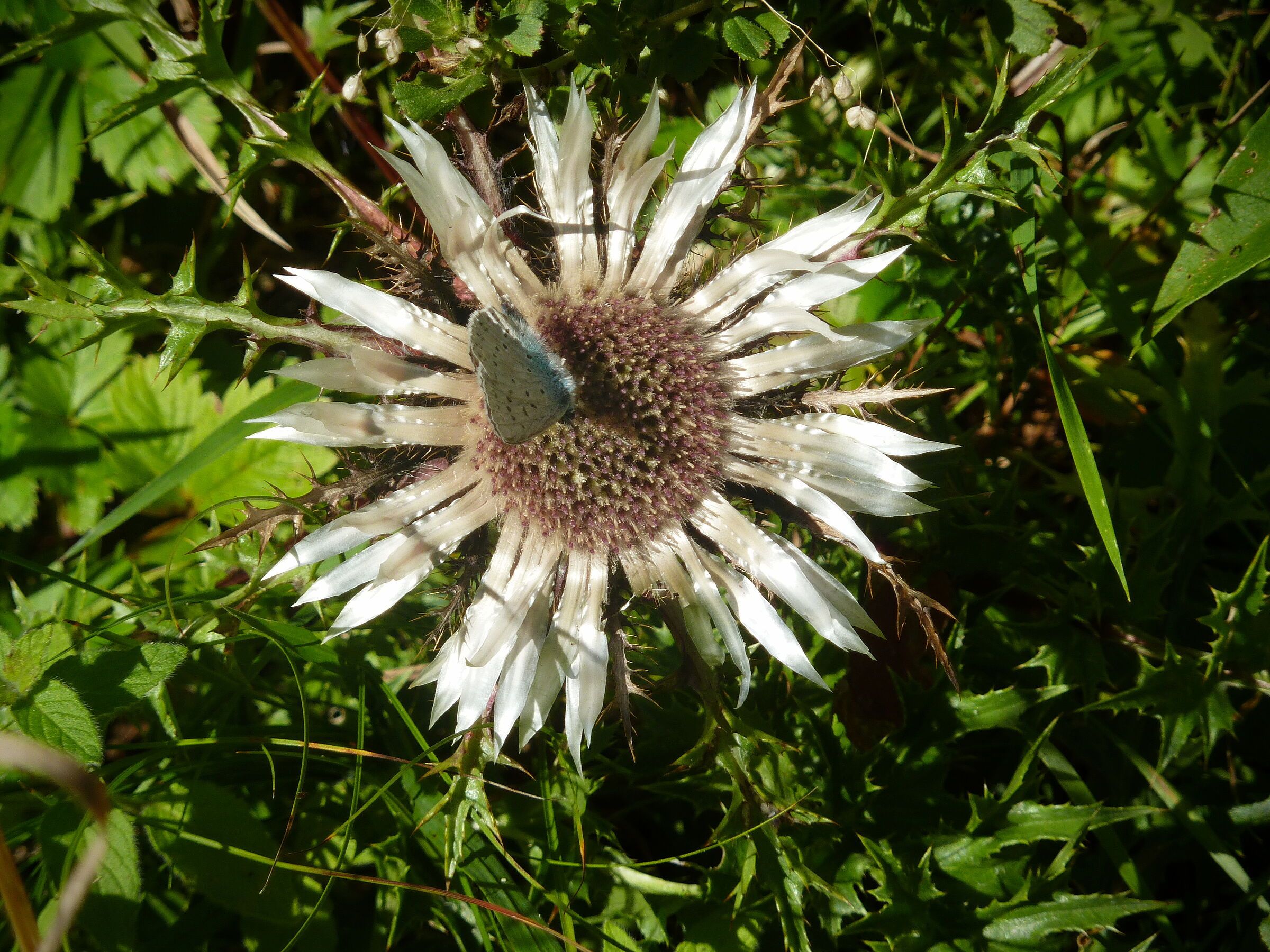Mit dem Wengleinpark wollte sein Gründer Tier- und Pflanzenarten erhalten, zum Beispiel Falter wie hier im Bild auf einer Silberdistel. (Foto: Winfried Berner)