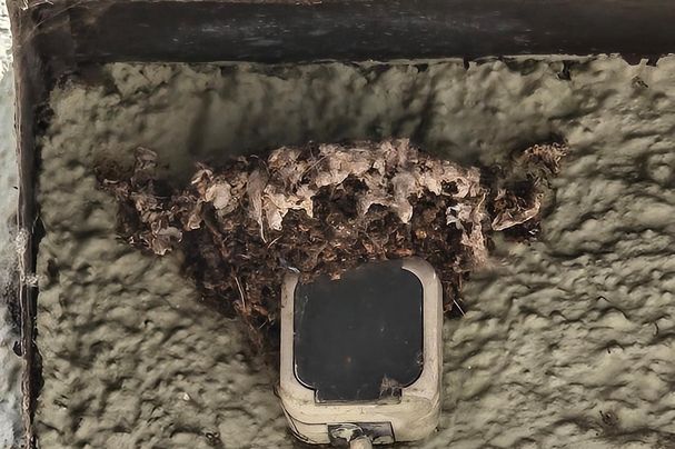 Schwalben Nest auf Steckdose