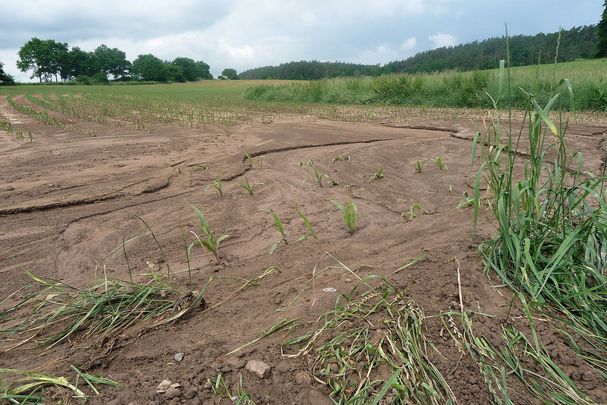 Aus einem Maisfeld ausgeschwemmte Erde fließt in Linien den Hang hinab. (Foto: Horst Schwemmer)