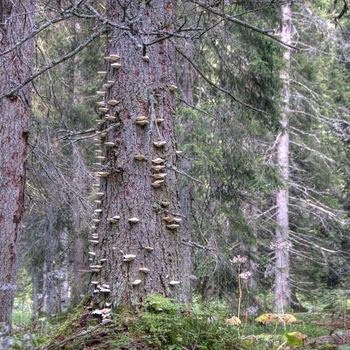 Naturwaldreservat Wetterstein, Lkr. Garmisch-Partenkirchen; Foto: Axel Doering