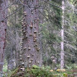 Naturwaldreservat Wetterstein, Lkr. Garmisch-Partenkirchen; Foto: Axel Doering