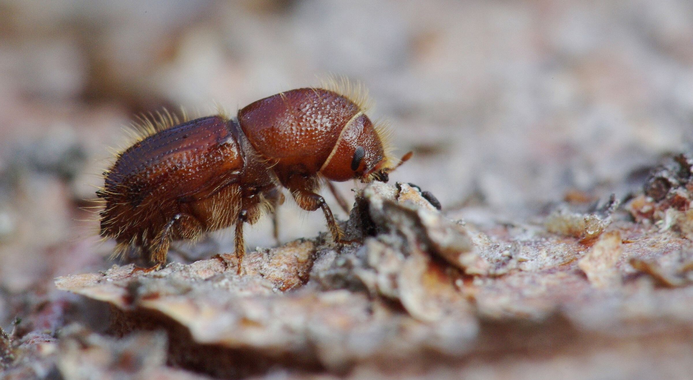 Der Borkenkäfer wurde zum Symbol des Umbruchs im Wald (Foto: Rainer Simonis/Nationalparkverwaltung Bayerischer Wald)