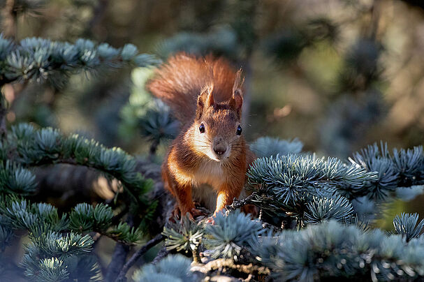 Eichhörnchen, Foto Sonja Kreil Eichhörnchen, Foto Sonja Kreil