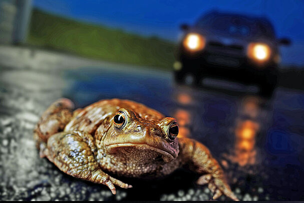 Foto: Bartussek/stock.adobe.com
